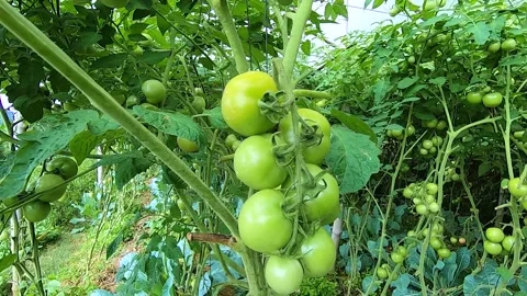 Raw green tomatoes in the farm Stock Footage 155277476