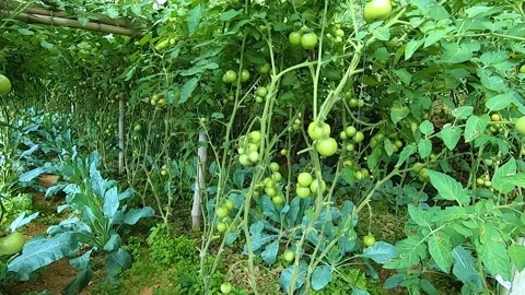 Raw green tomatoes in the farm Stock Footage 155277486