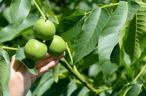 The raw green walnuts on the tree branch hold a palm. Foto stock