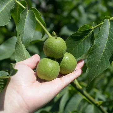 The raw green walnuts on the tree branch hold a palm. Stock Photos