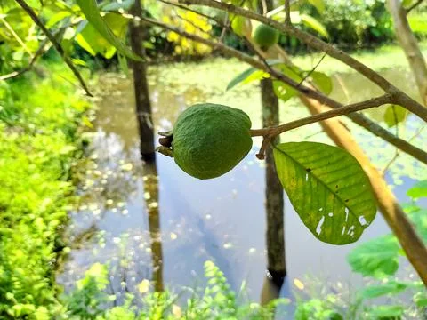 Raw guava fruit on the tree and water images Stock Photos