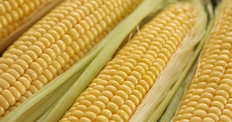 Raw Half Peeled Sweet Corn Cob Rotating 3 스톡 동영상 138960137