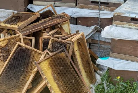 Raw Honeycomb Frames and Beeswax in Traditional Turkish Apiary Stock Photos