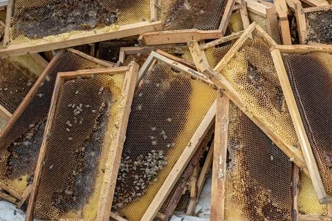 Raw Honeycomb Frames with Live Bees in Turkish Apiary Stock Photos