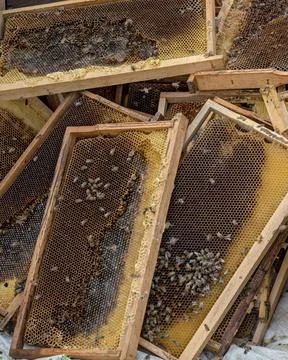 Raw Honeycomb Frames with Live Bees in Turkish Apiary Stock Photos