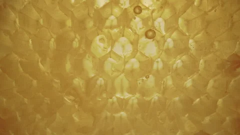 Raw Honeycomb Honey Stock Footage 282645179