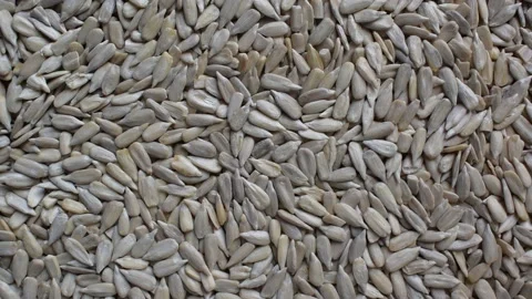 Raw hulled sunflower seeds Stock Footage 157564584