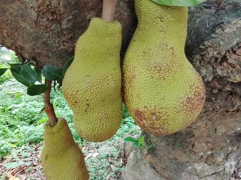 Raw jackfruit growing on tree trunk with jackfruit tropical agriculture Stock-Fotos