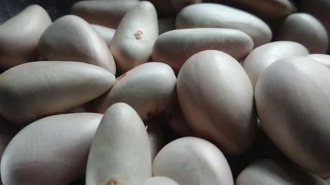 Raw jackfruit seeds piled together inside a bowl Stock Footage 345238436