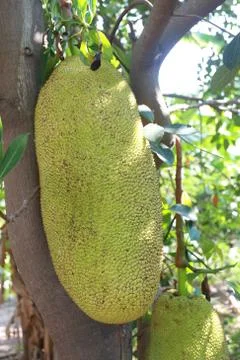 Raw jackfruit on tree. Stock Photos
