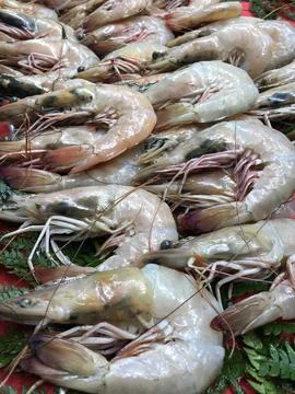 Raw jumbo shrimp 库存照片