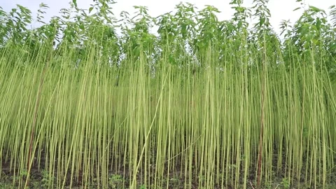 Raw jute Plantations Stock Footage 206379531