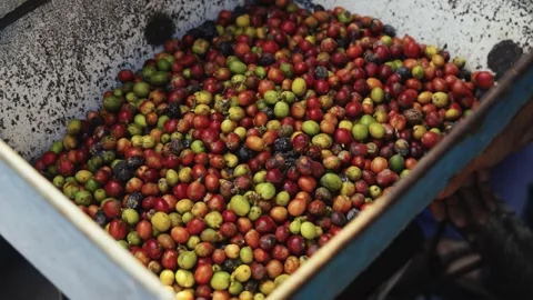 Raw kopi bean process 動画素材 314671354