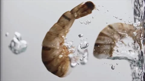 Raw langoustines thrown into boiling water close-up in slow motion. Stock-Footage 273076591