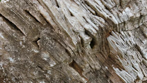 Raw layered rock texture, stone close-up 스톡 동영상 137043755