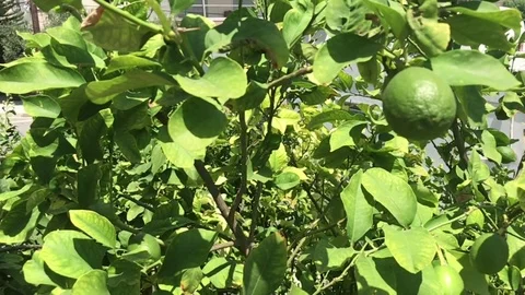 Raw Lemon on Tree Slow Motion Shot Stock Footage 92296966