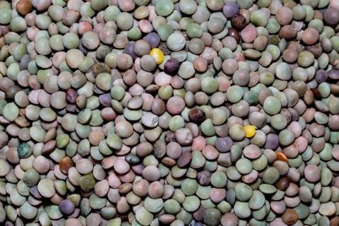 Raw lentil Foto stock