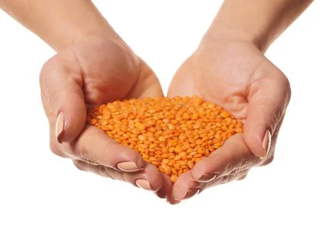 Raw lentils in hands Stock Photos