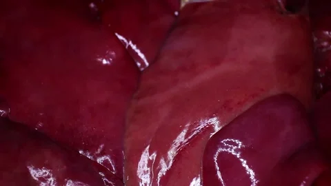 Raw Liver Texture Closeup Video Seamless Looping Stock Footage 140135880
