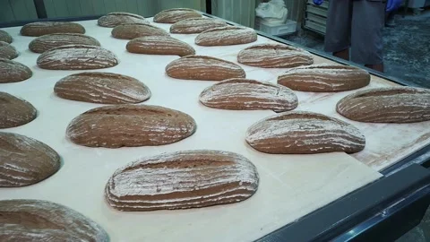 Raw Loaves of delicious rye bread on a conveyor belt moving to oven. Stock Footage 168055098