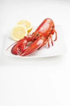 Raw lobster isolated Stock Photos