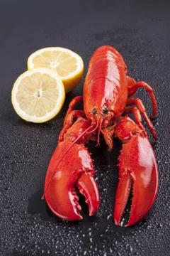 Raw lobster isolated Stock Photos