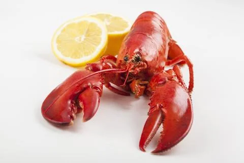 Raw lobster isolated Stock Photos