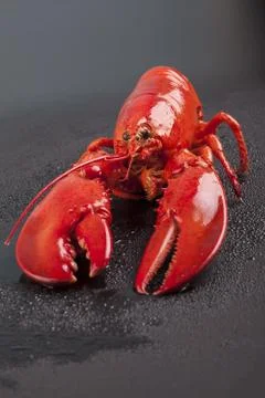 Raw lobster isolated Foto stock