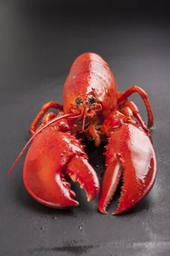 Raw lobster isolated Stock Photos
