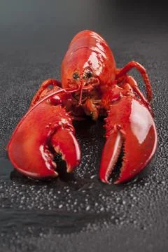Raw lobster isolated Foto stock