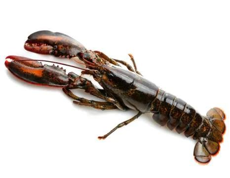 Raw lobster Stock Photos