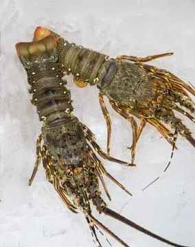 Raw lobster Stock Photos