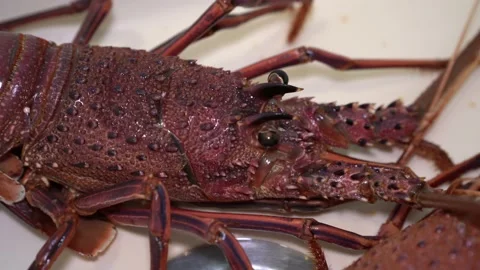Raw lobster in the sink ready to be cooked. Stock Footage 227674068