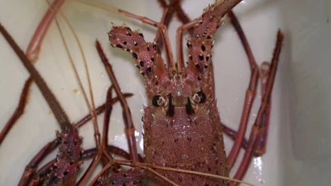Raw lobster in the sink ready to be cooked. Stock Footage 227674074