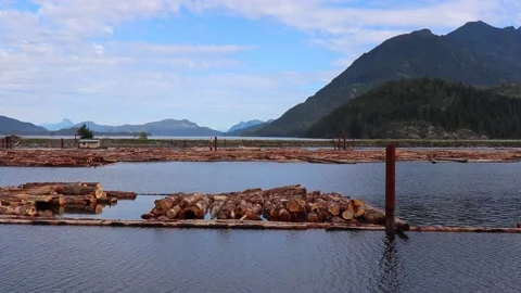 Raw logs floating down the Queen Charlotte Strain in Sayward, Canada Stock Footage 142189167