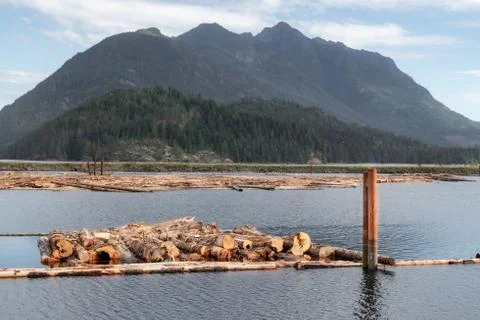 Raw logs floating down the Queen Charlotte Strain in Sayward Stock Photos