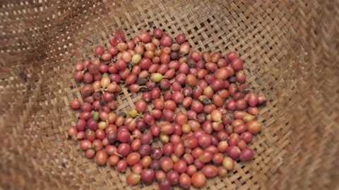Raw Luwak coffee beans Stock Footage 172266427