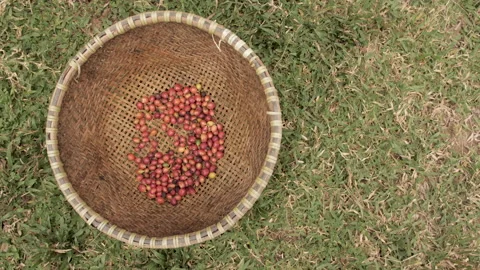 Raw Luwak coffee beans Stock Footage 172267470