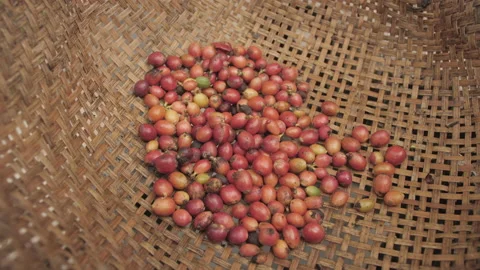 Raw Luwak coffee beans Stock Footage 172497772