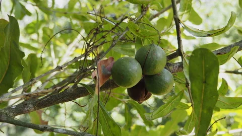 Raw of Macadamia integrifolia or Macadamia nut hanging on plant Stock Footage 168134926
