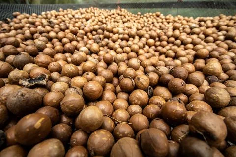 Raw Macadamia Nuts in Shell Drying on Raised Mesh Beds in Ecuador Stock-Fotos