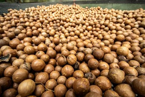 Raw Macadamia Nuts in Shell Drying on Raised Mesh Beds in Ecuador Stock Photos