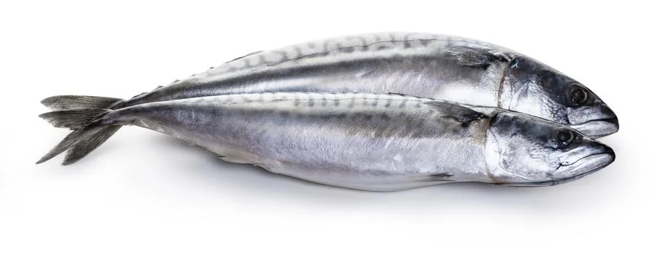 Raw mackerel fish Stock Photos