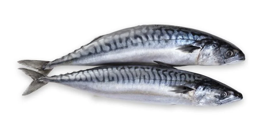 Raw mackerel fish Stock Photos