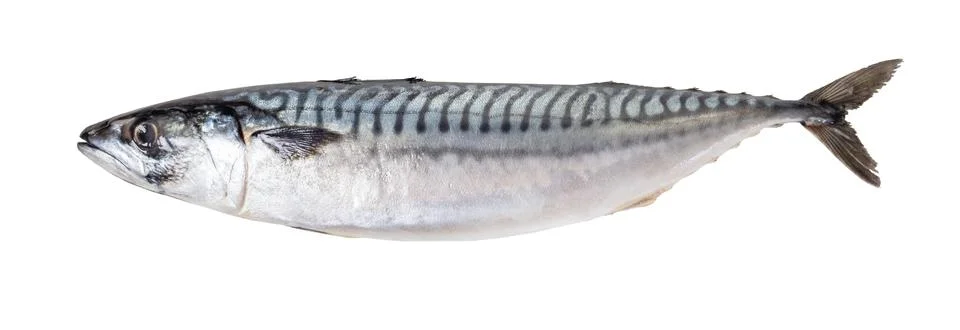 Raw mackerel fish Foto stock