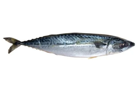 Raw mackerel isolated on white Stock Photos