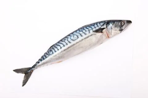 Raw mackerel on white Stock Photos