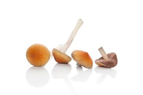 Raw magic mushrooms. Stock Photos