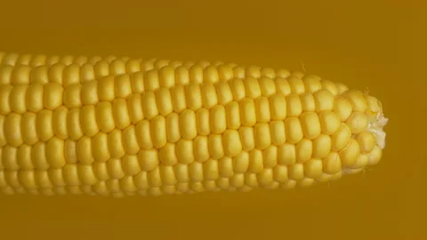 Raw Maize Corncob - Corn Close Up Stock Footage 157598680