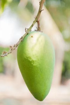 Raw mango fruit on the tree in garden Stock Photos